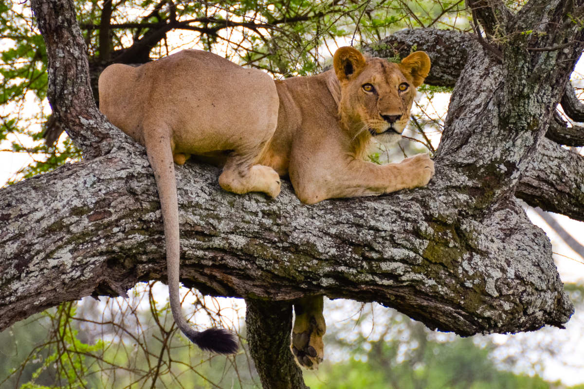 Tree-Lions-Tarangire-civitatis