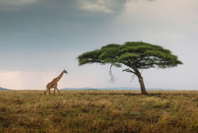 Private Safari Expedition, Tanzania Private Safari,