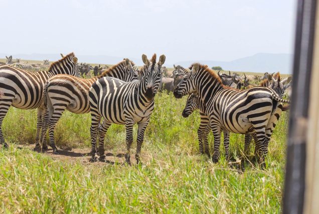 5 Days Budget Camping safaris - Best of Tanzania